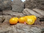 Golden Sunburst Tomato