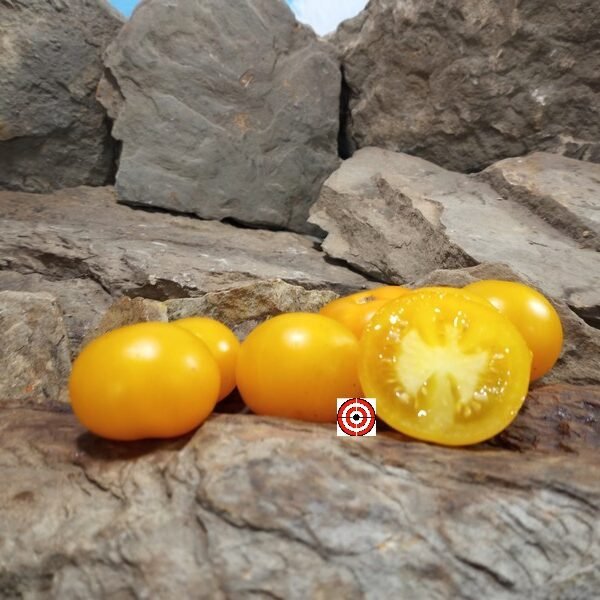 Golden Sunburst Tomato