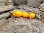 Golden Sunburst Tomato Seeds