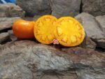 Golden Sunray Tomato