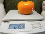 Golden Sunray Tomato Large Beefsteak Tomatoes