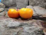 Golden Sunray Tomato Orange Tomatoes