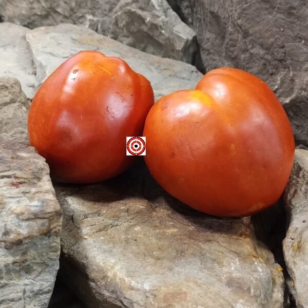Gopak Tomato