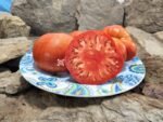 Governor Lazrus Sweet Meeting Tomato