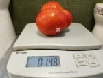 Governor Lazrus Sweet Meeting Tomato Giant Red Tomatoes