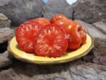 Governor Lazrus Sweet Meeting Tomato Heirloom Tomatoes