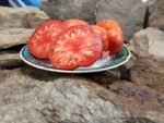 Governor Lazrus Sweet Meeting Tomato Rare Tomatoes