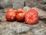Governor Lazrus Sweet Meeting Tomato Seeds