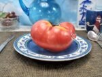 Grandma Fitch Tomato
