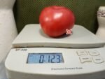 Grandma Fitch Tomato Large Tomatoes