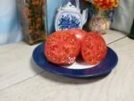 Grandma Fitch Tomato Red Tomatoes