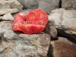 Grant County Pink Tomato Heirloom Tomatoes