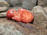 Gray Hawk Tomato