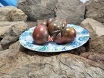 Gun Metal Grey Tomato PL Seeds