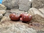 Gun Metal Grey Tomato PL Slicing Tomatoes