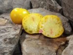 Gunlock's Better Tomato - Image 3