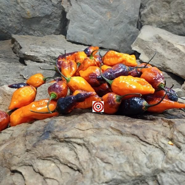 Hallow's Eve Pepper