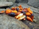 Hallow's Eve Pepper - Image 5