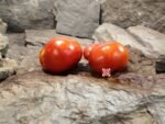 Hatfield Big Red Cutting Tomato