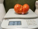 Hatfield Big Red Cutting Tomato Rare Tomatoes
