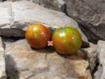 Heart of 007 Tomato Oxheart Tomatoes