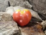 Heart of Italy Tomato Heirloom Tomatoes