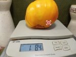 Homer Fike's Yellow Oxheart Tomato Giant Tomatoes