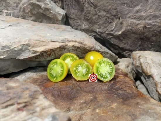 Hoosier Outlaw Green Cherry Tomato