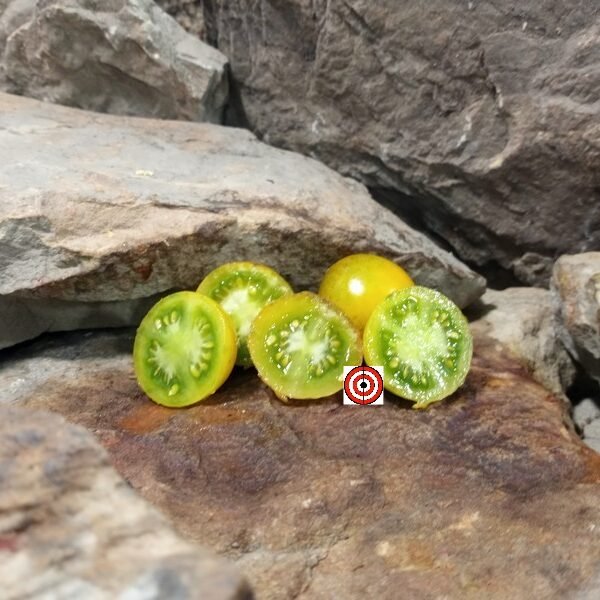 Hoosier Outlaw Green Cherry Tomato