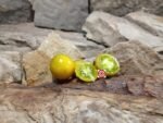 Hoosier Outlaw Green Cherry Tomato Bill Jeffers Tomatoes