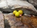 Hoosier Outlaw Green Cherry Tomato Seeds