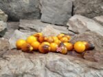 Indigo Pear Tomato