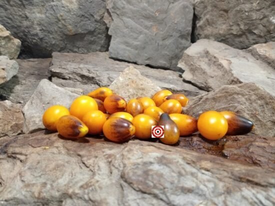 Indigo Pear Tomato