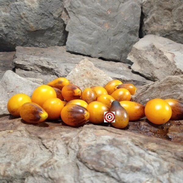 Indigo Pear Tomato