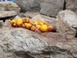 Indigo Pear Tomato Seeds
