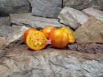 Isis Brandy Tomato Bicolored Tomatoes