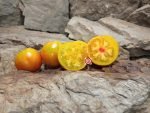 Isis Brandy Tomato Yellow Tomatoes