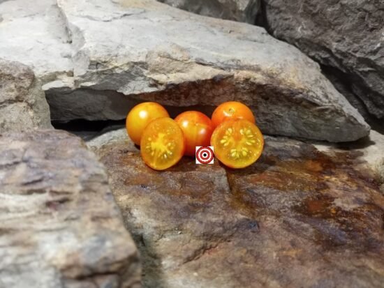 Isis Cherry Tomato