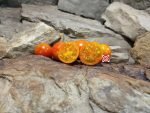 Isis Cherry Tomato Cherry Tomatoes