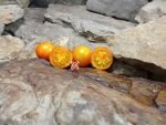 Isis Cherry Tomato Seeds