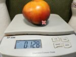 Italian Blue Tomato