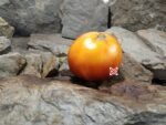 Italian Blue Tomato Seeds