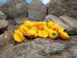 Jamaican Yellow Mushroom Pepper