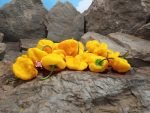 Jamaican Yellow Mushroom Pepper - Image 4