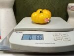 Jasmine Yellow Dwarf Tomato Container Tomatoes