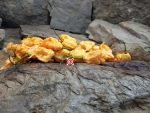 Jay's Peach Ghost Scorpion Pepper - Image 2