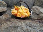 Jay's Peach Ghost Scorpion Pepper - Image 4