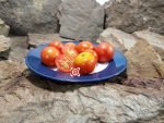 Jersey Sunrise Tomato Cherry Tomatoes