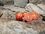 Jersey Sunrise Tomato Productive Tomatoes