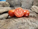John Baer Tomato Seeds